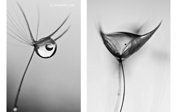 Abstrac image of water and dandelion
